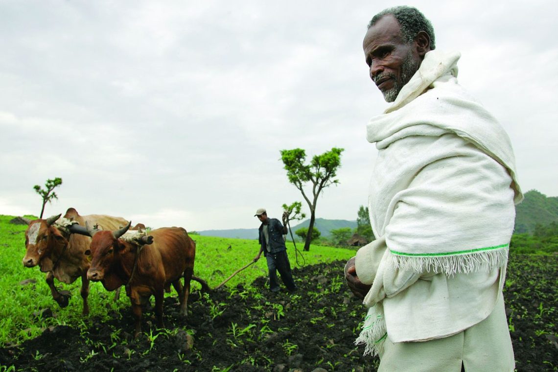 Ploughing with cattle in southwestern Ethiopia