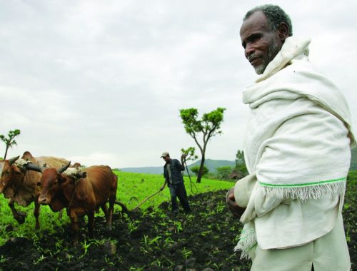 Ploughing with cattle in southwestern Ethiopia